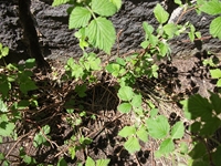 ova Gussonea-Rubus idaesus 20110529 144